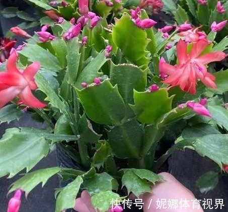 正在开花的蟹爪兰,就怕做错4件事,容易叶片耷拉,掉花苞