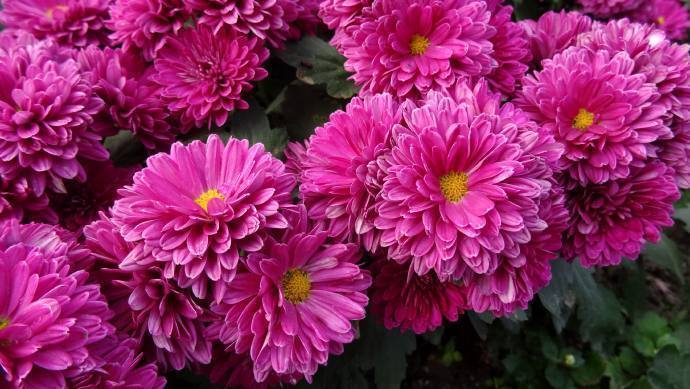 喜欢菊花，就养“优良品种”水晶紫，小巧艳丽，花型饱满！