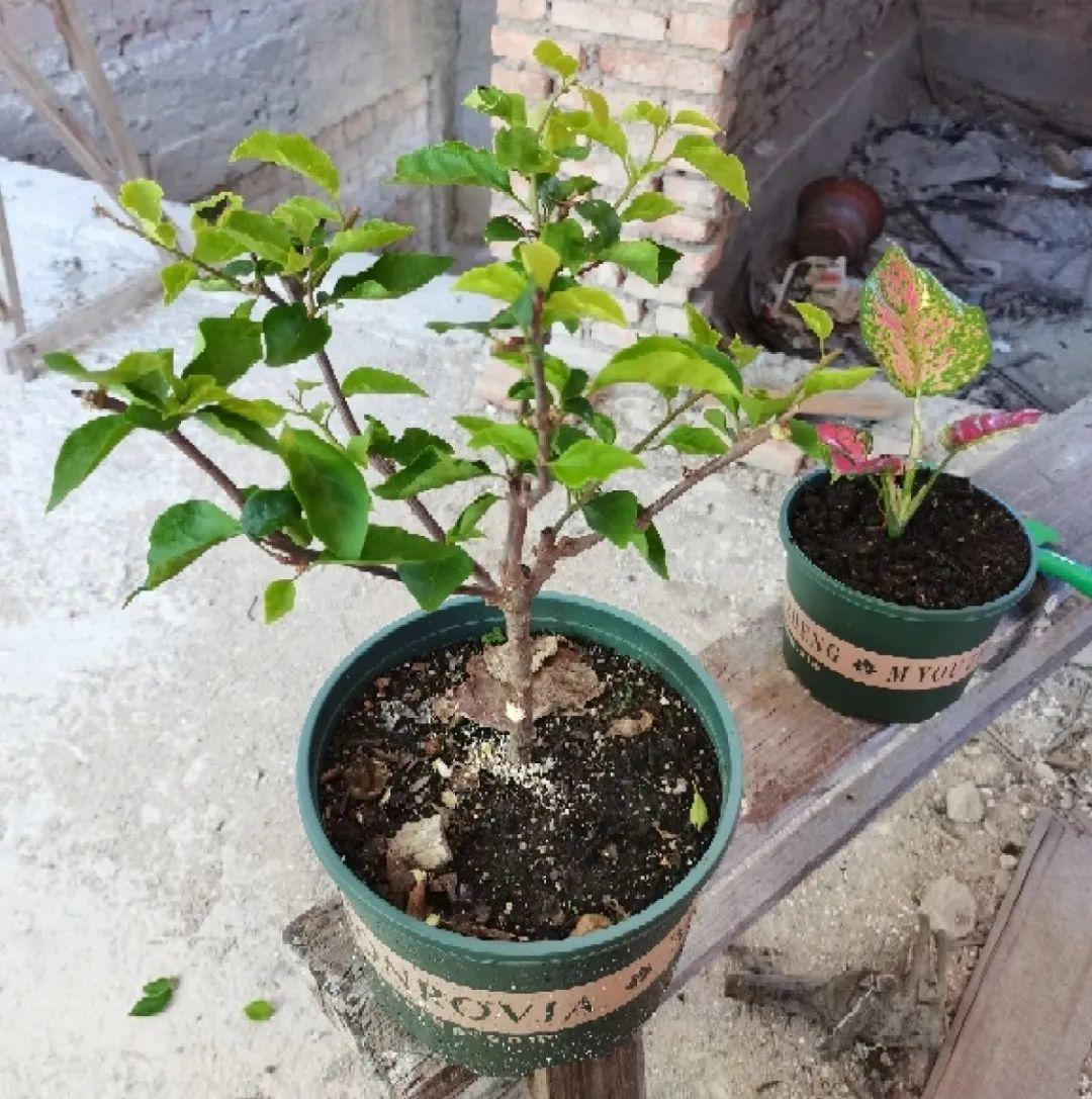 叶子|20种花,天凉了赶紧剪,来年开花有多又艳!