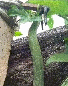 |搞笑GIF段子:关键时刻要懂得随机应变,尤其是面对强者的时候