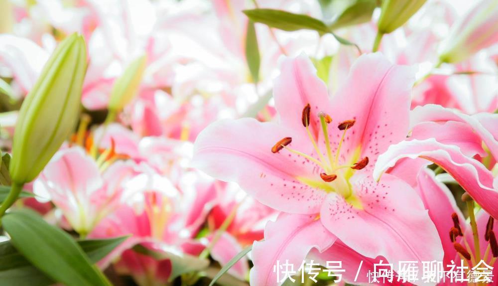 4种香味超然的花卉,家里养几盆,改善家居空气