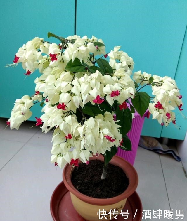 忘了绿萝吊兰吧,这种盆栽绿植,全年开花,观赏价值高,还很好养!