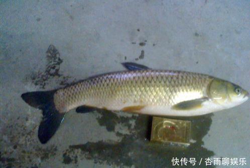 巧用蛛丝或棉絮,专门拉白条,一小时能上几十条