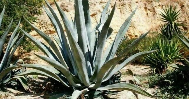 砍掉叶子就是果实,国内种它做观赏,国外拿它酿最烈的酒