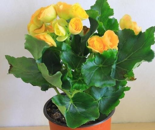 花中仙子四季海棠养护,做好这三点,植株旺,叶色绿,花更红