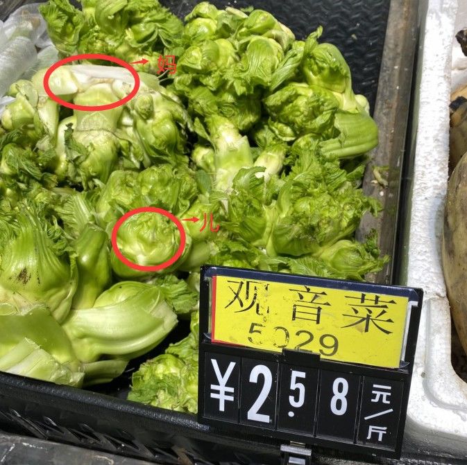 消食解腻|它是天然的“败火高手”，3块钱做一大盘！冬季上火、嗓子疼要多吃，和腊肉绝配，很多人却不懂