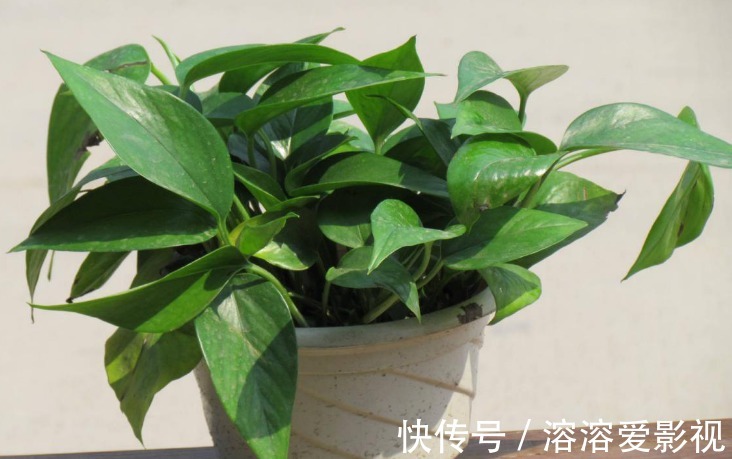 卫生间养花，首选这4种耐阴不怕潮的植物，长势好、空气更清新