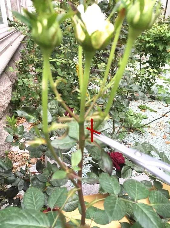 长寿月季花后赶紧剪一刀,剪完就开花,一直剪一直开!