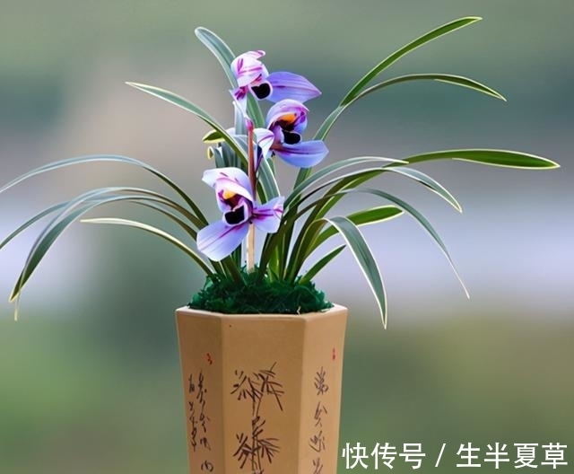 此兰是“神秘”的化身,花色少有,香味扑鼻,很多老花匠都没见过