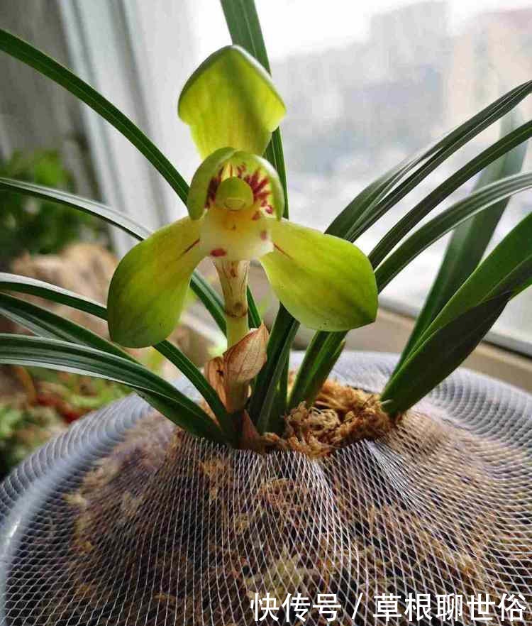 “高档玫瑰”糖果雪山,糖果般甜蜜,诱人美丽,可以说是养花首选