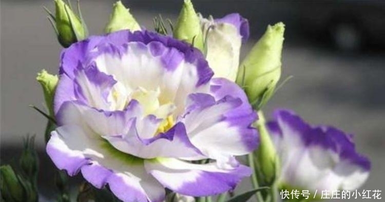 4种花是花界的“傲娇女王”,花朵美轮美奂,你一定会喜欢!