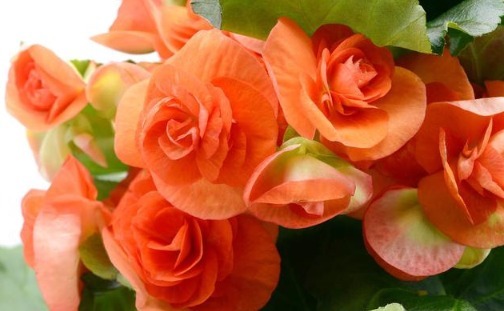 生根|这3种花不仅花期长,而且叶片往盆里一插就能活!