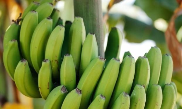 食物|3大食物,打死都不能放冰箱,拿出来就要扔,吃了危及健康