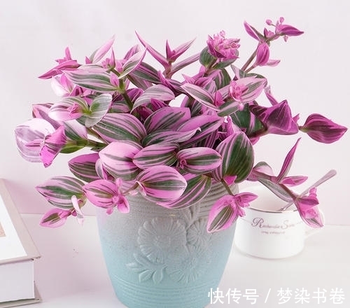 吊兰中的爱马仕,园艺界的奢侈品——油画吊兰