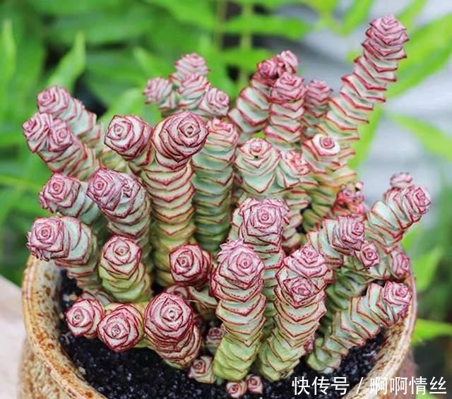 这8种多肉名字好听，颜值还特别高，摆在家里添吉祥！