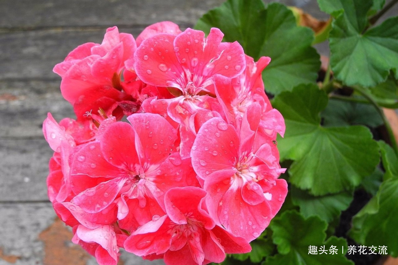 枝条|夏天容易养烂根的天竺葵,在秋天特好养,剪几段枝条插土里就生根