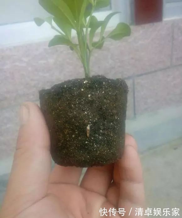 米兰花|夏季扦插茶花米兰花有妙招，套个塑料袋，保湿好生根快不死苗