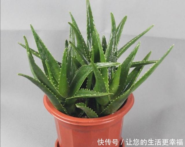 卧室中摆一种“植物”,空气清新,漂亮、美观,有益睡眠!