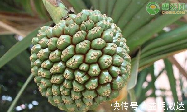 种植|南方这种水果,酷似菠萝,味甜多汁,营养价值高,少有人吃过