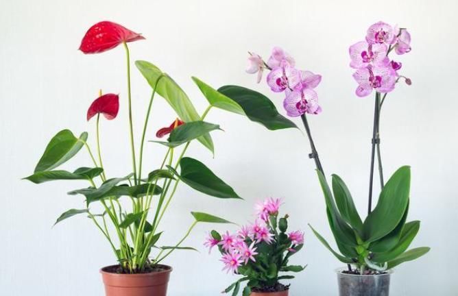 给花草进行卫生大扫除,就用3个方法,干干净净过大年