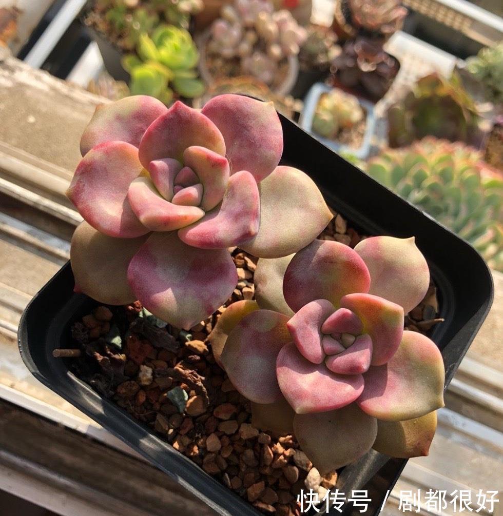 悬崖|养紫乐这种多肉,有3招,爆崽爆侧芽,还能长成悬崖桩