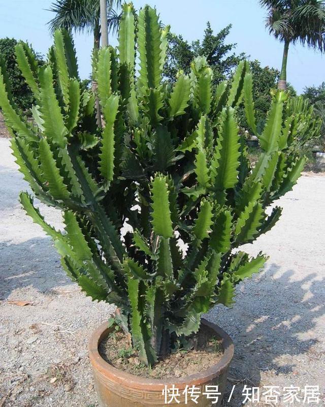 牵牛花|真正懂花的人,都会养这3种花,爆盆快寓意好还能养人