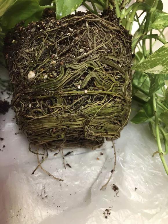 养花8个坏习惯要“戒掉”,人人犯过,至少2个!