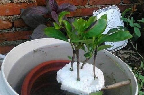 泡沫板你扔了拿来养花,有大用处,3-5天花卉就生根