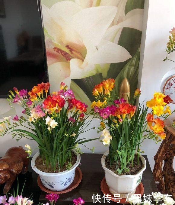 “天价”的兰花,比不上这种“土兰花”,香气飘十里,七仙女下凡!