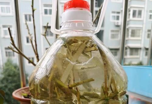 柳树枝用水泡多久能浇花生根？君子兰几月换盆好？