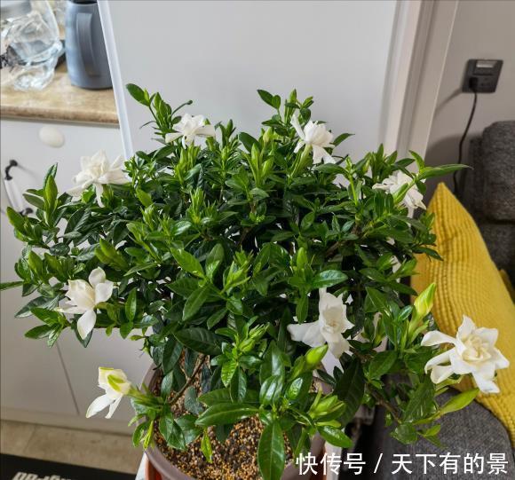 修剪|栀子花养了好几年，就是不开花，4个错误，看你占几个