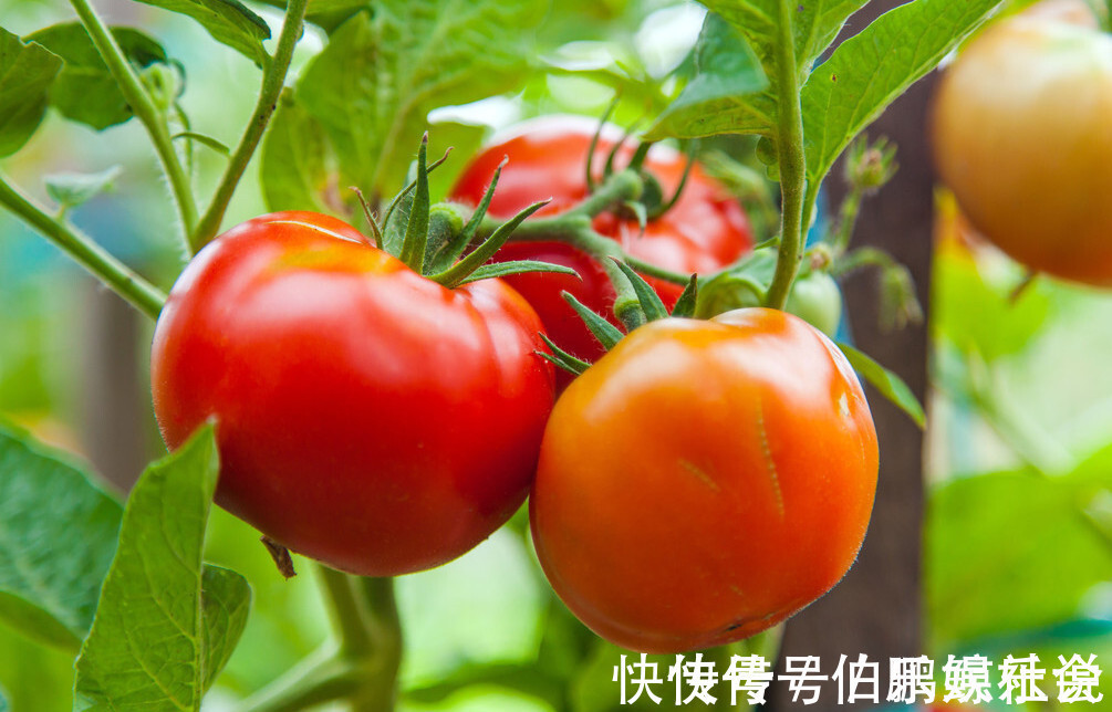 多汁|买西红柿不会挑？菜农教你5个方法，轻松挑到沙甜多汁的西红柿