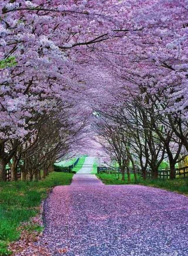 生命|宁和自律,清欢浅喜,生命真谛