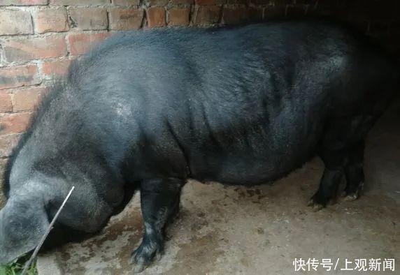  猪肉为什么没有小时候的香了？