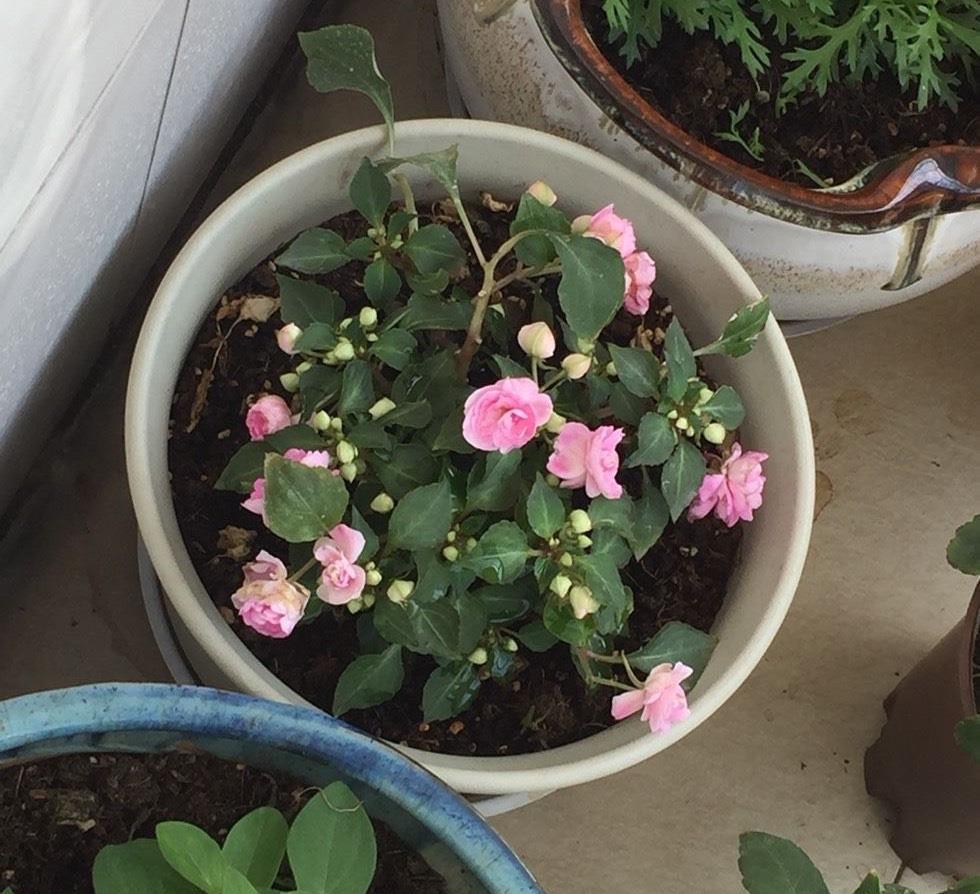 技巧|一种自带仙气的花,能扦插很好养,几点技巧让它长势好更多花