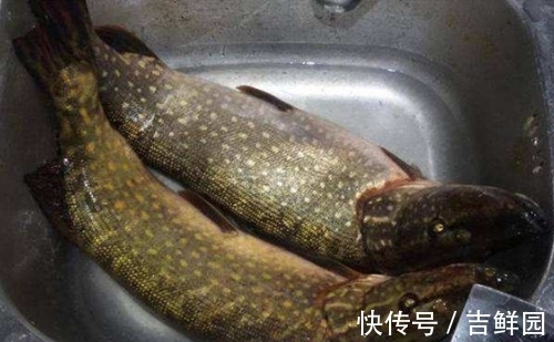 个头特别大,含肉率也多,钓鱼人喜爱的钓鱼对象,但很多人都放生