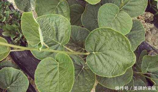 此两种水果种阳台,一根枝条就能种,果子多的压弯枝,想吃就摘