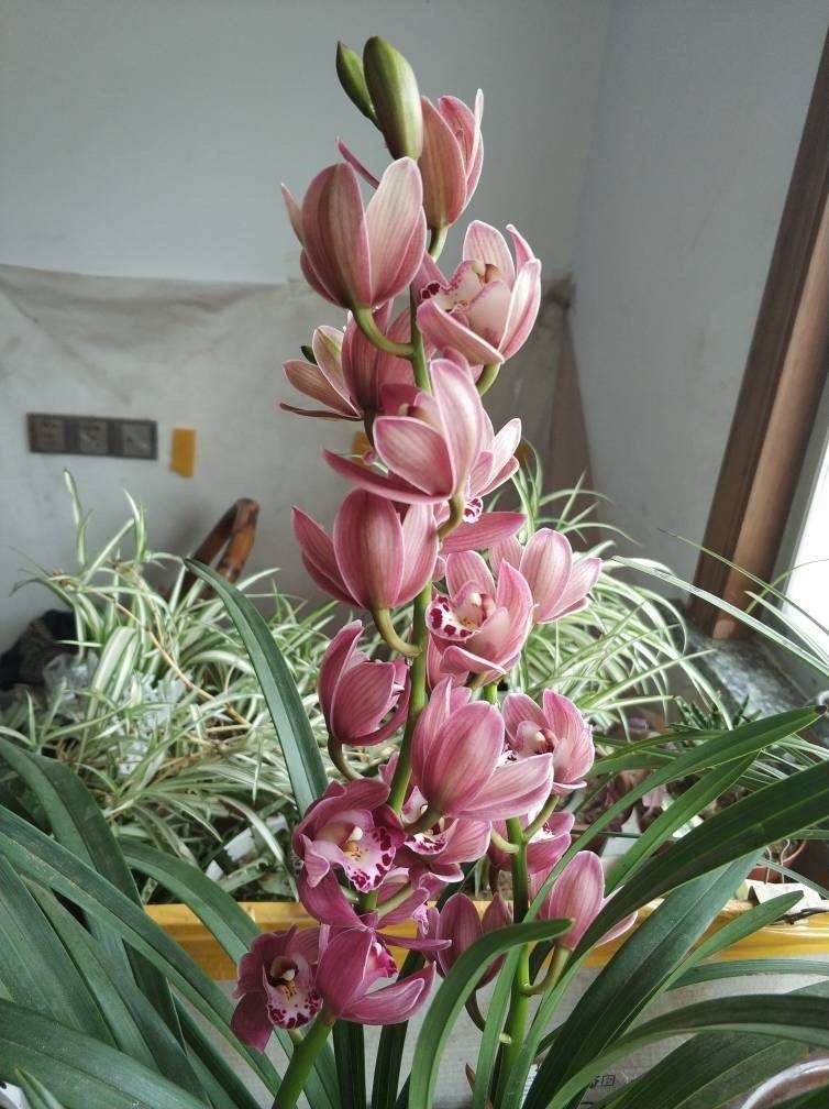 蝴蝶兰|过年不知道买什么花,3种类型随便挑,好养寓意也好