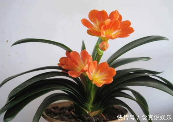 悄悄告诉你,养护君子兰有个“小秘密”,叶片油绿,年年开花不断
