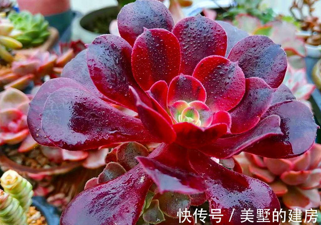 6种多肉热度下降,因为有的品种不好养,很难长成我们想象的样子