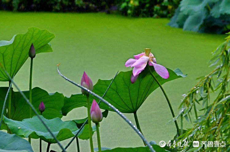 雨中来赏花！济南泉城公园荷花带雨，娇艳欲滴别样美|情报站| 齐鲁壹点