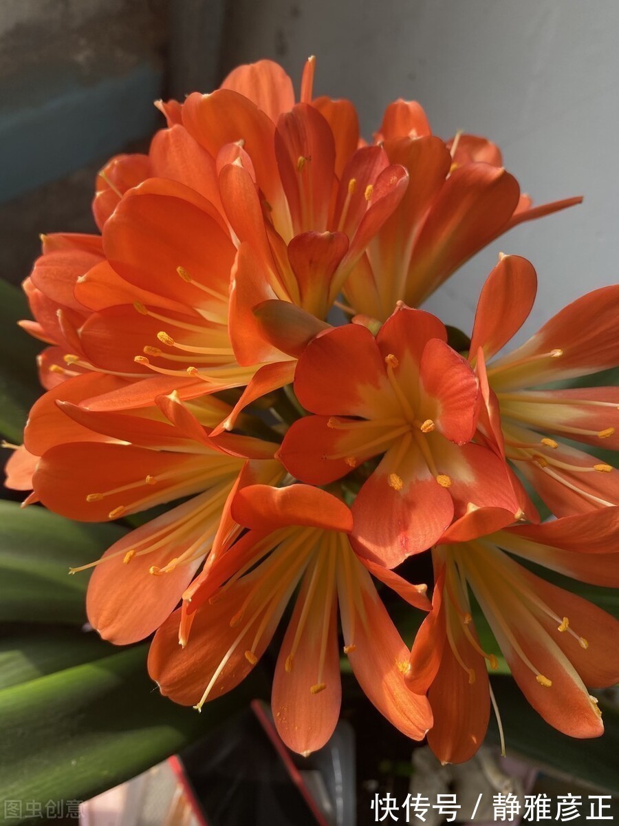 叶纹|君子兰长得好不好，不在于开不开花，而在于这三个地方