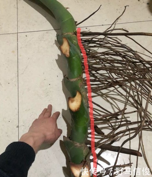 红掌|茉莉花扦插有机关,砍这一段枝条,插土里3天就活