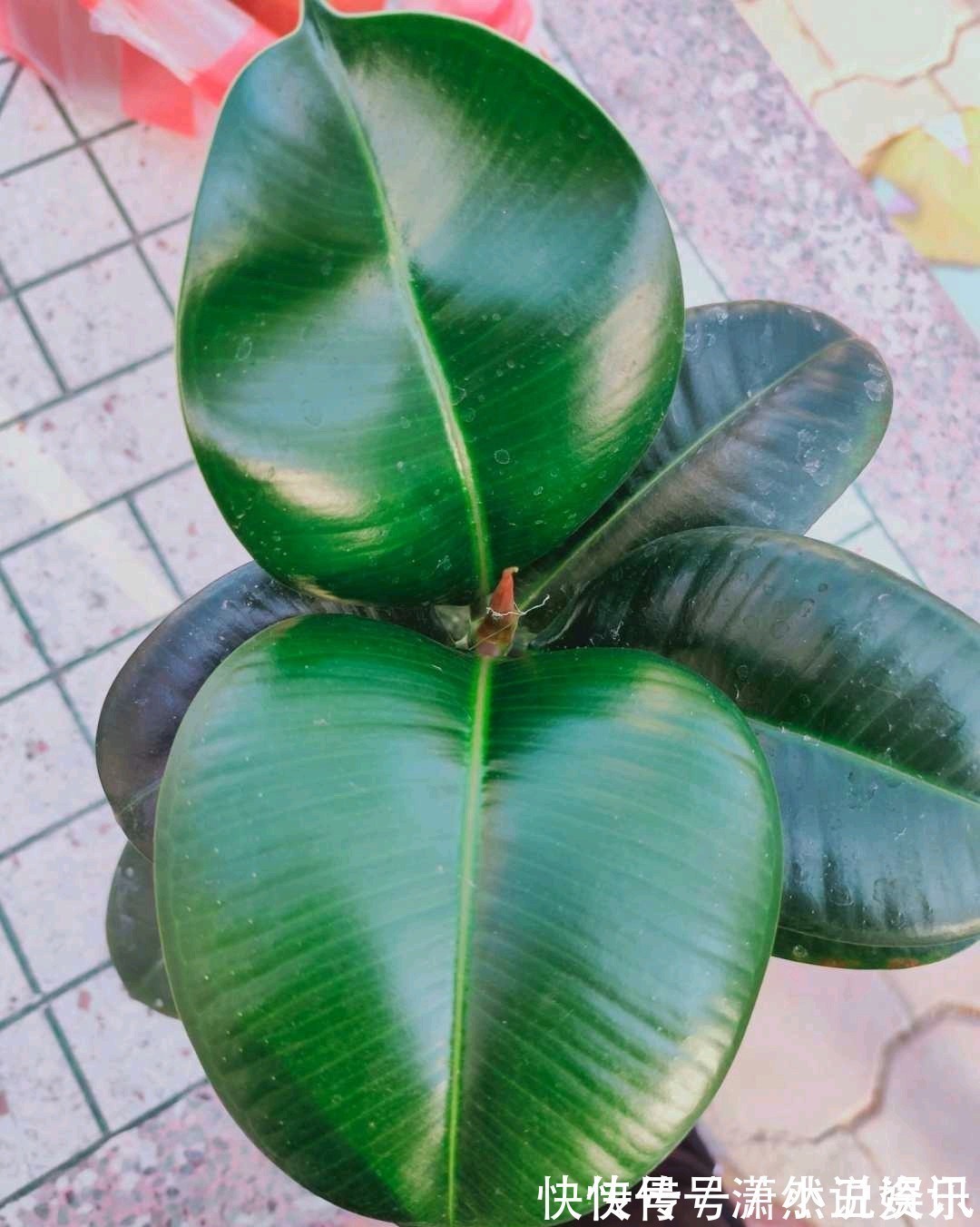 虎皮兰|春天,这八种花剪个枝插土里就活,养养就开花,错过就要等明年了