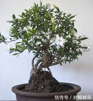 盆栽栀子花注意这几点，花开爆盆！长得快！3年下来，长成老桩！