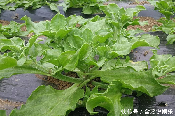 色斑|女人满脸皱纹怎么办坚持吃此“美容菜”,去除皱纹、淡化色斑