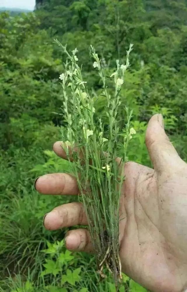  独脚金|南沙这种随处可见的野草竟卖到3000元一斤！功效堪比冬虫夏草