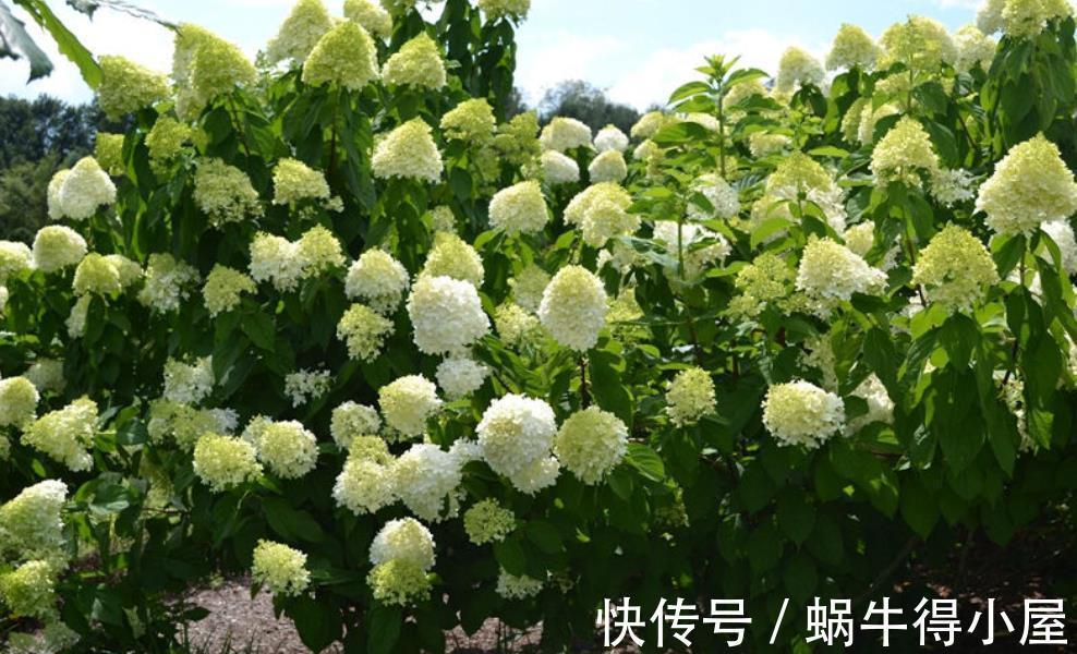 缠枝牡丹|7月买花有讲究,6种花正花苞满枝,带回家清香宜人小半年