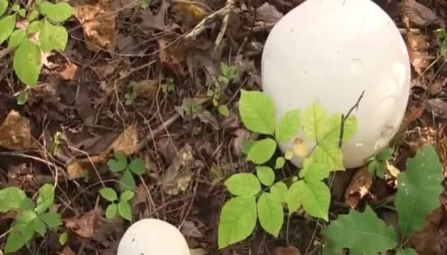  发现|老外买个“白蘑菇”，却跟平常吃的蘑菇不同，切开来后发现赚大了