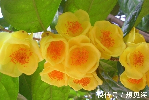 此花是“植物界的大熊猫”，开花时耀眼夺目，象征着谦虚的自然美